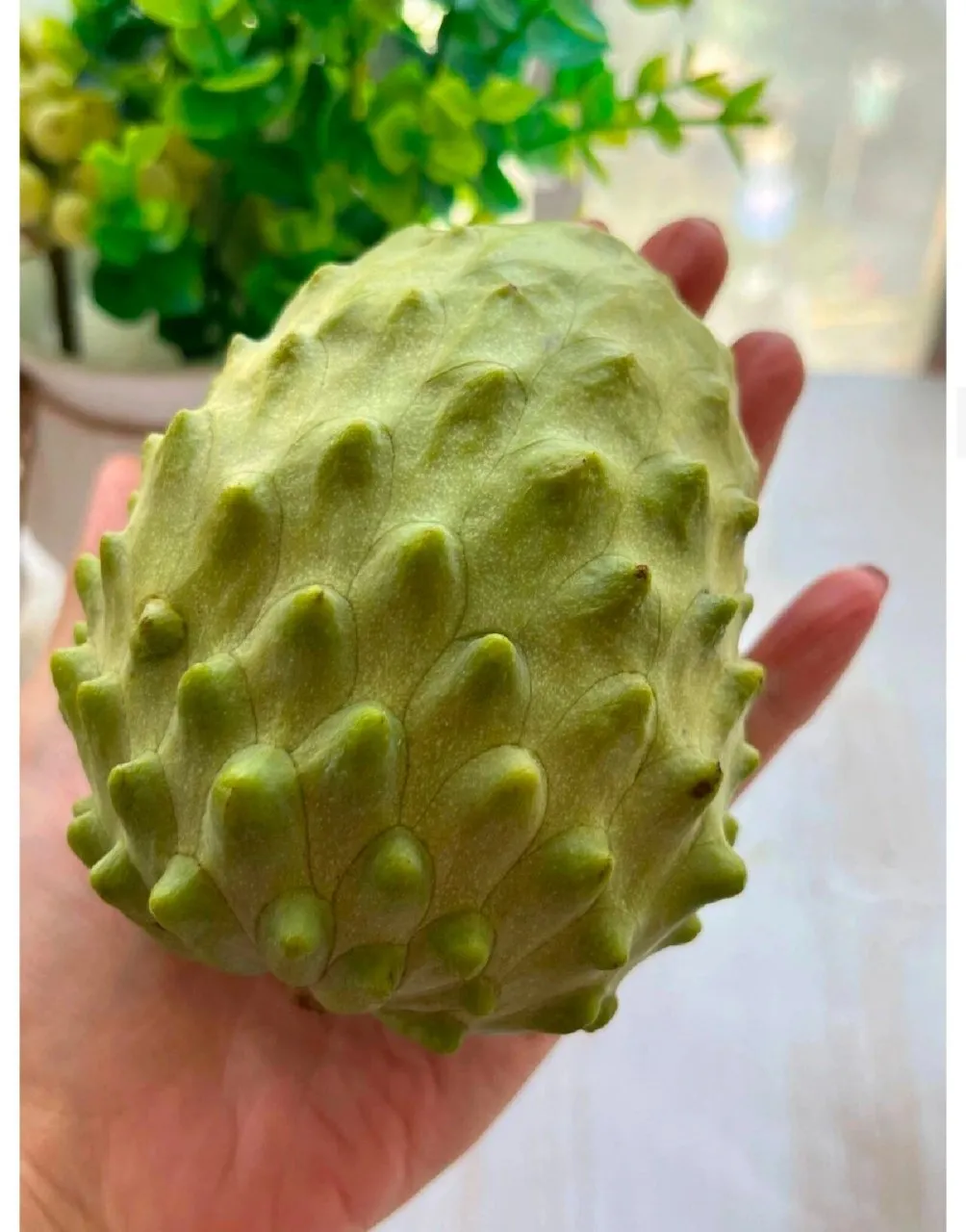 释迦果价格大揭秘：同一水果差价超 4 倍！广西这个区竟比广州贵 3 倍？（附全国价格表）