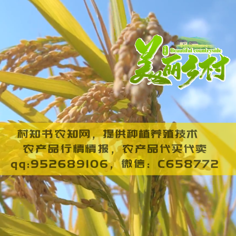 2024年07月28日金桔价格查询-今日金桔产地行情走势